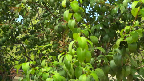 close-up of vibrant green leaves swaying softly in the wind under sunlight, capturing peaceful nature, freshness, outdoor beauty, and a calm natural environment