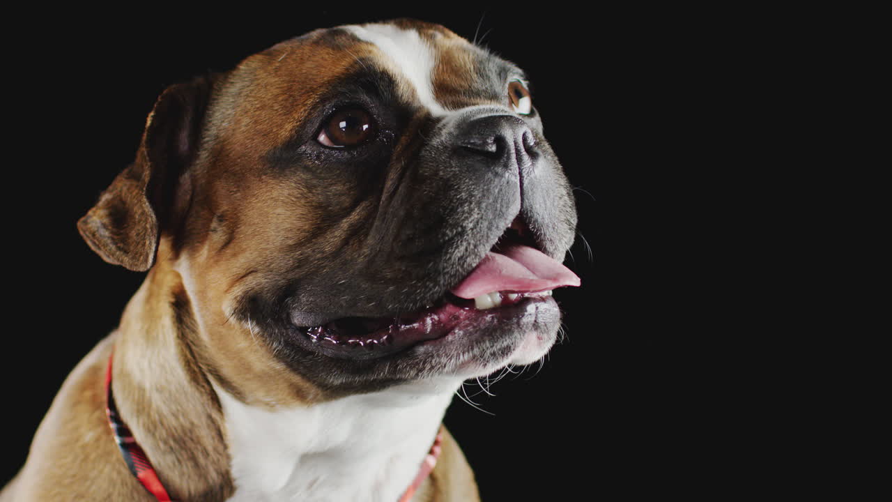 Studio Portrait Of French Bulldog Puppy Yawning Against Black Background