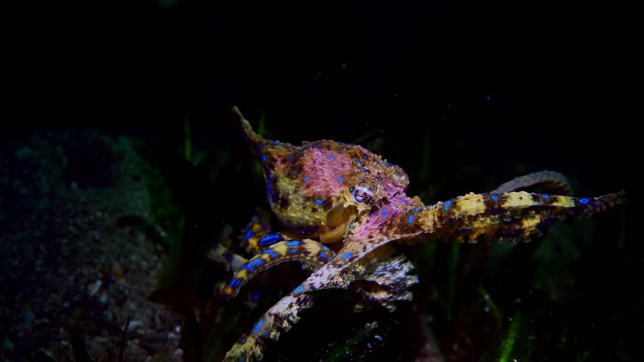 Southern Blue-Ringed Octopus Hapalochlaena maculosa 4k 25fps