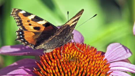 small tortoiseshell butterfly sits on purple cone flower eating pollen and pollinating it