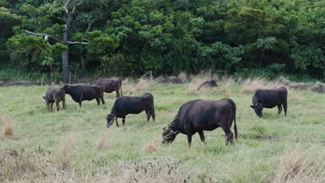 granja de vacas en ishigaki