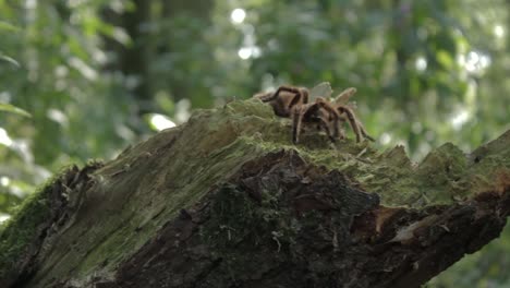 siga a la derecha para revelar la tarántula en el tocón de un árbol - versión de 20 segundos 1080p