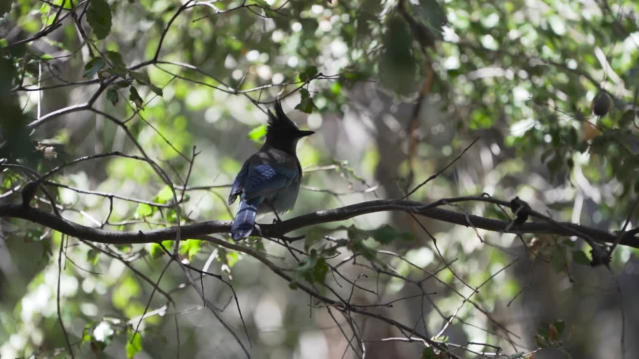 A blue steller's jay in Yosemite national park jumps from branch to branch