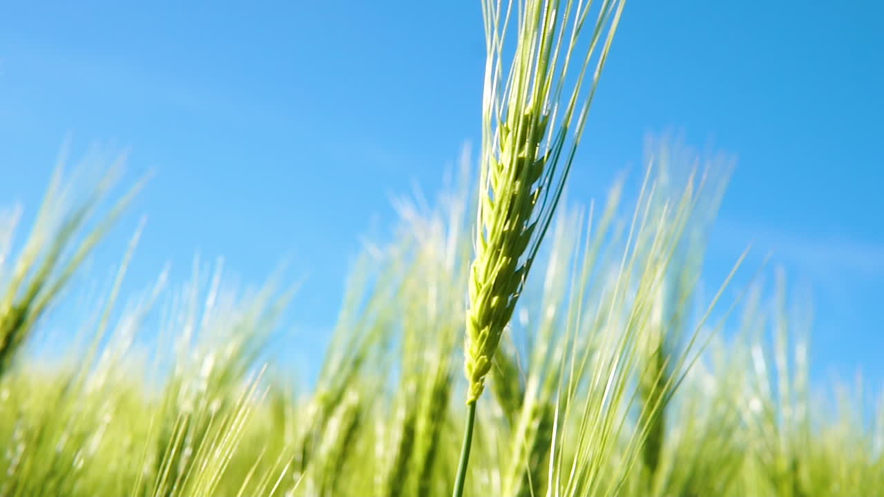 밝은 날에 큰 녹색 들판에서 바람과 함께 움직이는 녹색 곡물을 닫습니다.