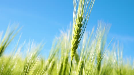 close up of green grains moving with wind in large green fields on bright day