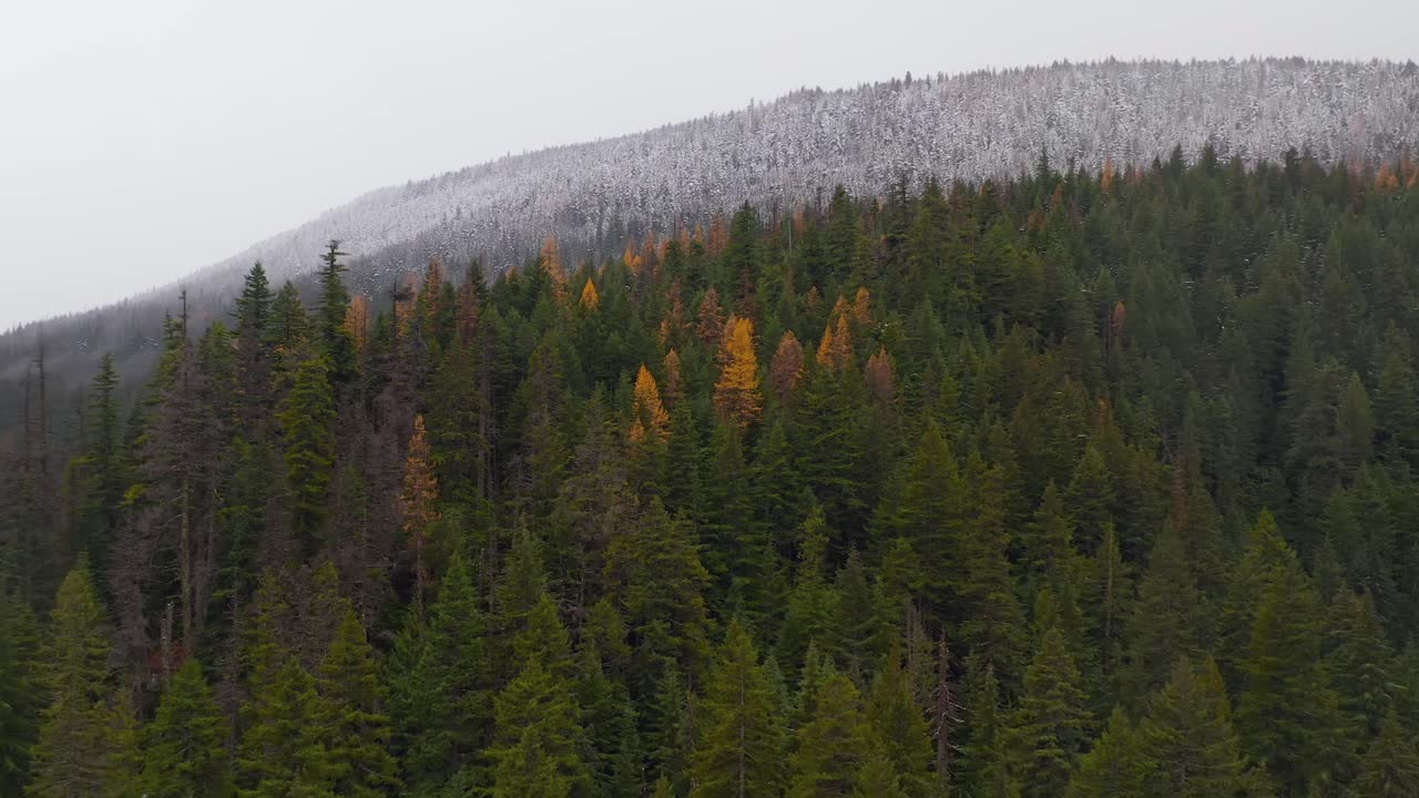 Aerial view of contrasting autumn forest and snow-covered pines and larches as a blizzard begins on the Pacific Northwest mountainside near Mount Hood, Oregon