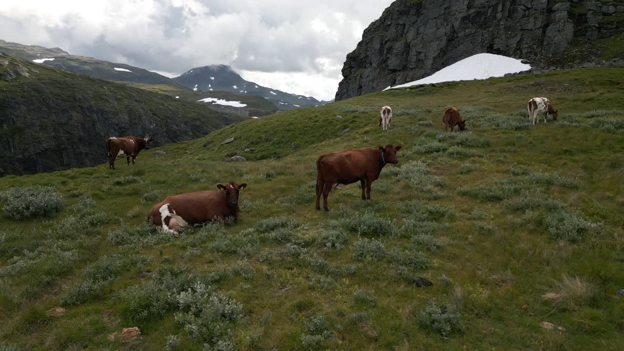 Aerial of Cows Eating on a Mountainside on Vikafjellet, a Mountain in Vik i Sogn, Norway