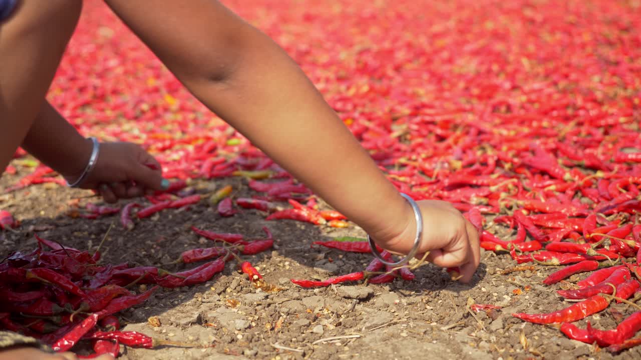 manos de primer plano de niñas trabajando clasificando chiles rojos secos en una fábrica industrial en maharashtra, india