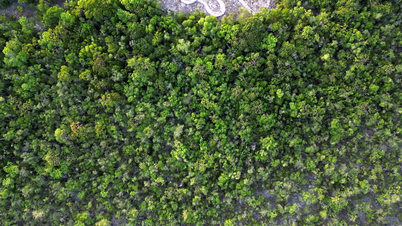 un avión no tripulado vuela lentamente hacia una jungla y una selva tropical mirando directamente hacia el dosel de los árboles en las islas caimán en el caribe