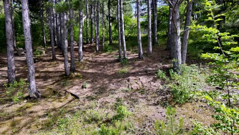 Ein-Spaziergang-Durch-Einen-Ruhigen-Wald-Auf-Der-Krim-An-Einem-Hellen,-Sonnigen-Tag