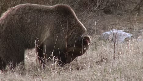 grizzly 152 excava en busca de raíces