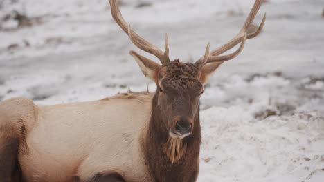 Adult-Buck-White-Tailed-Deer-Grazing-In-The-Canadian-Wilds