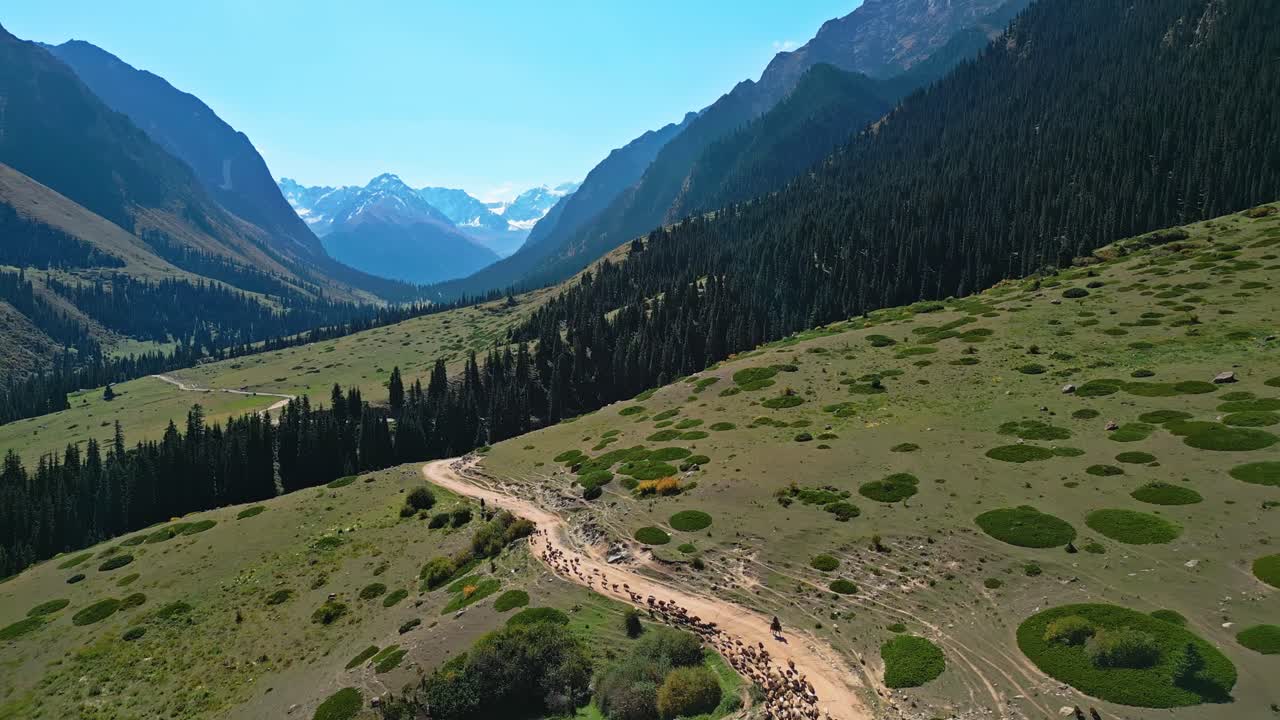 Aerial view, farming animals, highland cattle, green valley environment