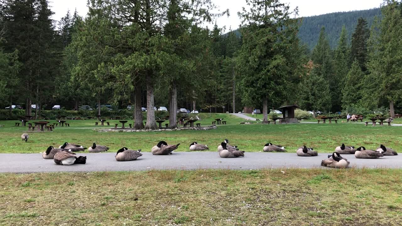 bandada de gansos de canadá descansando en la carretera en el parque golden ears, maple ridge, bc, canadá