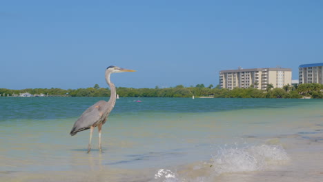 Una-Garceta-Se-Encuentra-En-El-Agua-En-La-Isla-De-Luna-De-Miel-En-Dunedin,-Fl