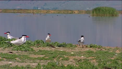 чайки и крачки возле водопоя