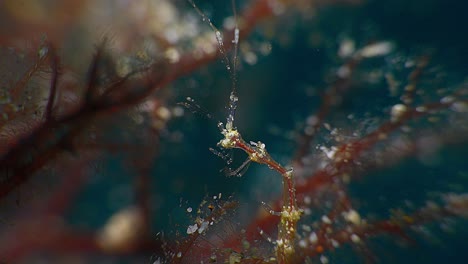 Close-up-of-Skeleton-Shrimp