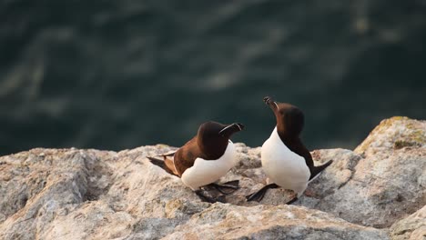 pair of two razorbills seabirds on coast, colony of razorbills on rocks with ocean sea water on skomer island in wales, uk nature and wildlife