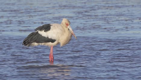Maguari-stork-standing-in-wetlands,-patiently-waiting-for-its-prey