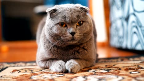 портрет кошки, лежащей на полу