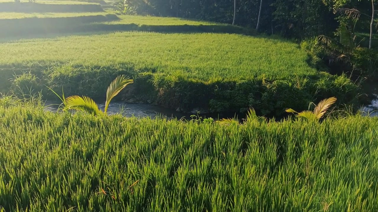 Risaie a terrazze verdeggianti a Bali all'alba