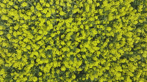 vibrant yellow rapeseed field
