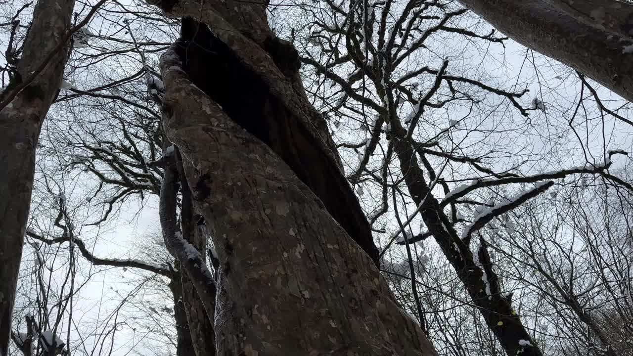 maravilloso paisaje de árbol hueco vacío dentro del tronco del árbol en la lluvia de nieve temporada de invierno frío nevadas en el bosque de hyrcanian en irán paisaje natural paisaje panorámico del cielo mirando vista árbol en forma de espiral panorámica