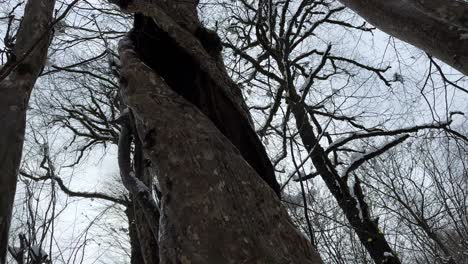 wonderful landscape of hollow tree empty inside tree trunk in snow shower cold winter season snowfall in hyrcanian forest in iran natural landscape scenic sky looking view panoramic spiral shape tree