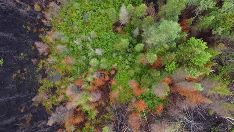 recuperación del bosque después del incendio, vista de pájaros zoom en