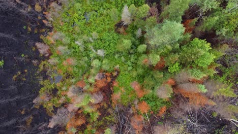 recovery of the forest after the fire, birds eye view zoom in