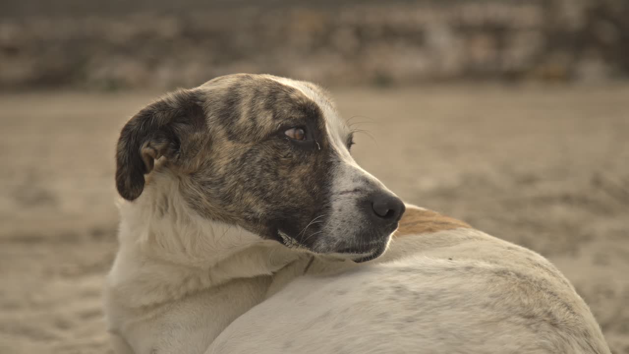 perro acostado descansando, caminando, corriendo, ladrando 4k uhd