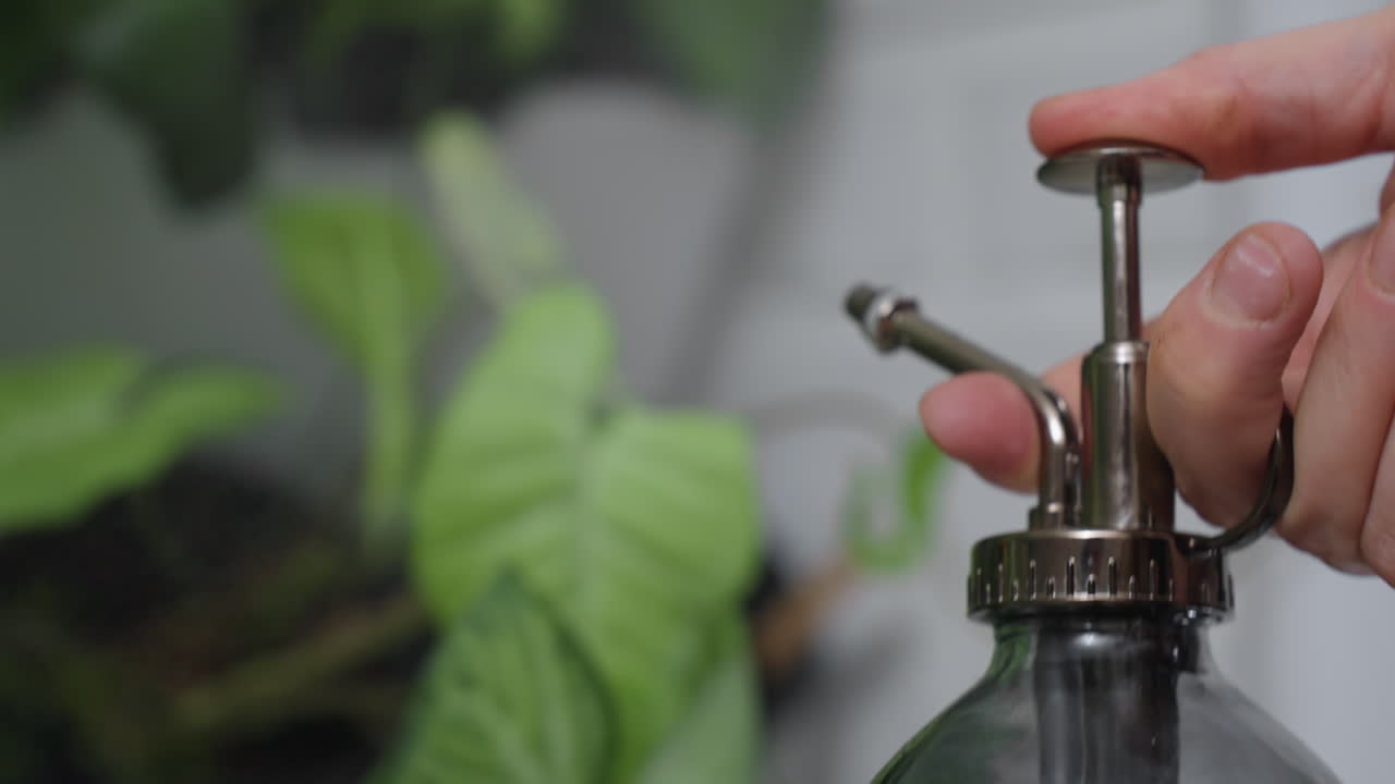 Close up shot of female hands pressing spray bottle trigger to mist indoor plant foliage with fine water droplets for hydration and gentle botanical care routine in calm home environment