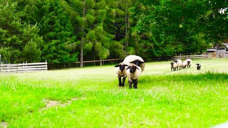 Flock-of-domesticated-sheep-walk-on-green-grass-meadow-trail-near-forest