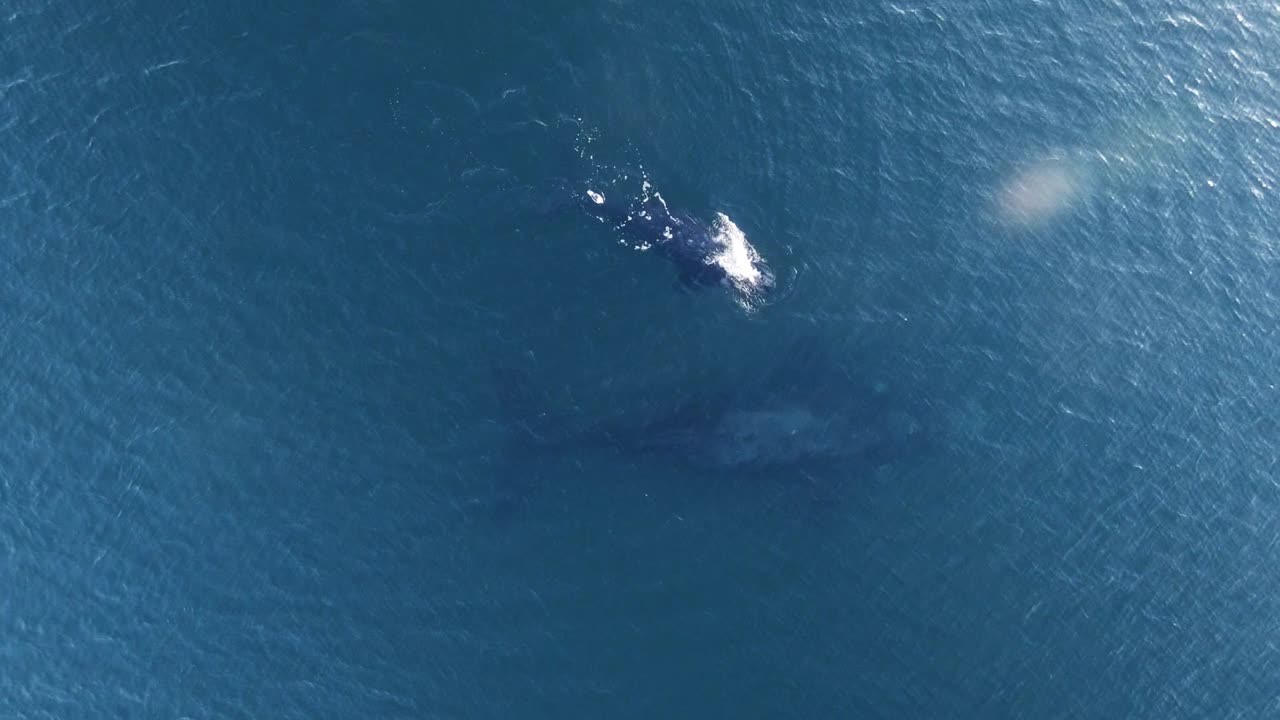 아기 고래가 숨을 쉬기 위해 다가와 어미 옆으로 물속으로 들어갑니다 - 공중 버드아이 샷