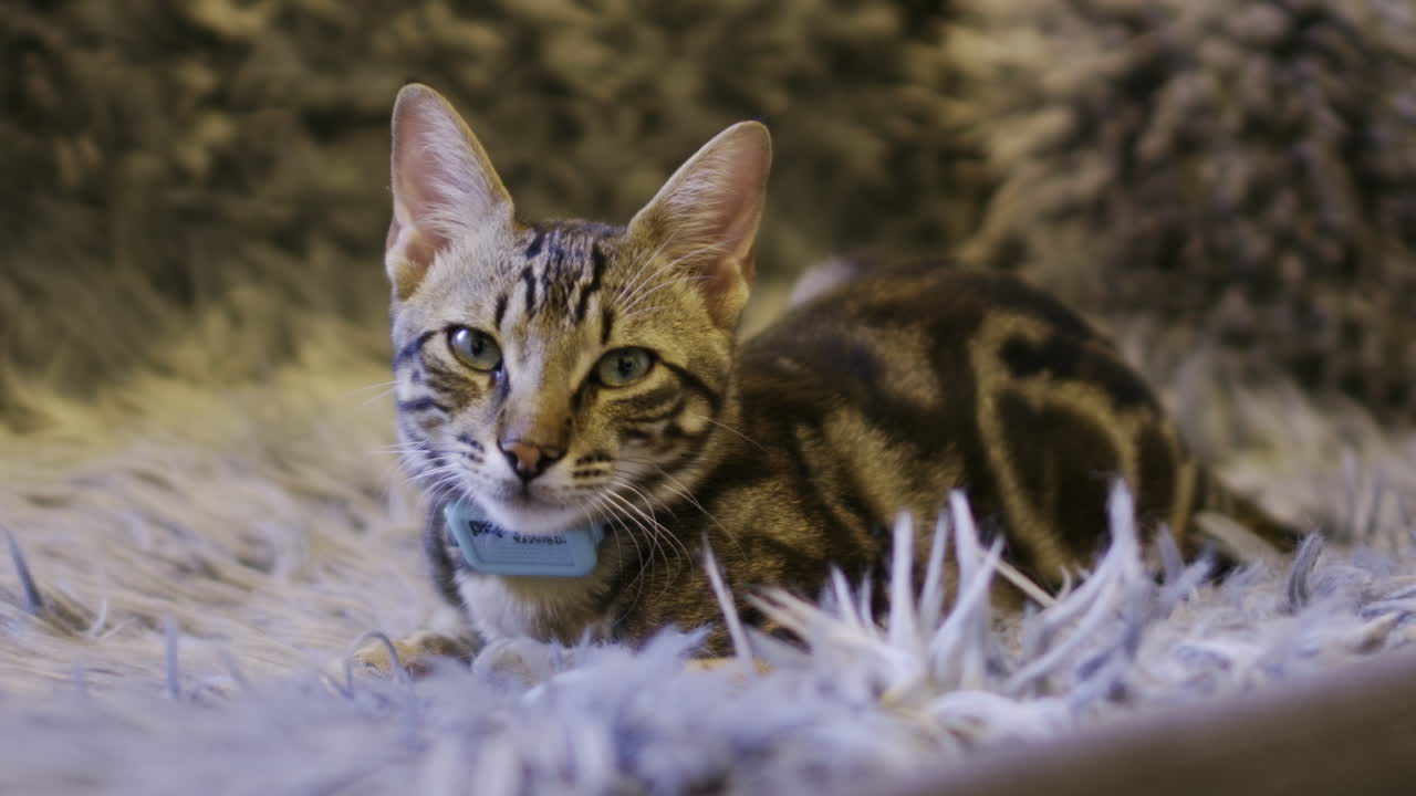 A little cat resting on a fur in a sofa.
