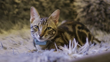 a little cat resting on a fur in a sofa.