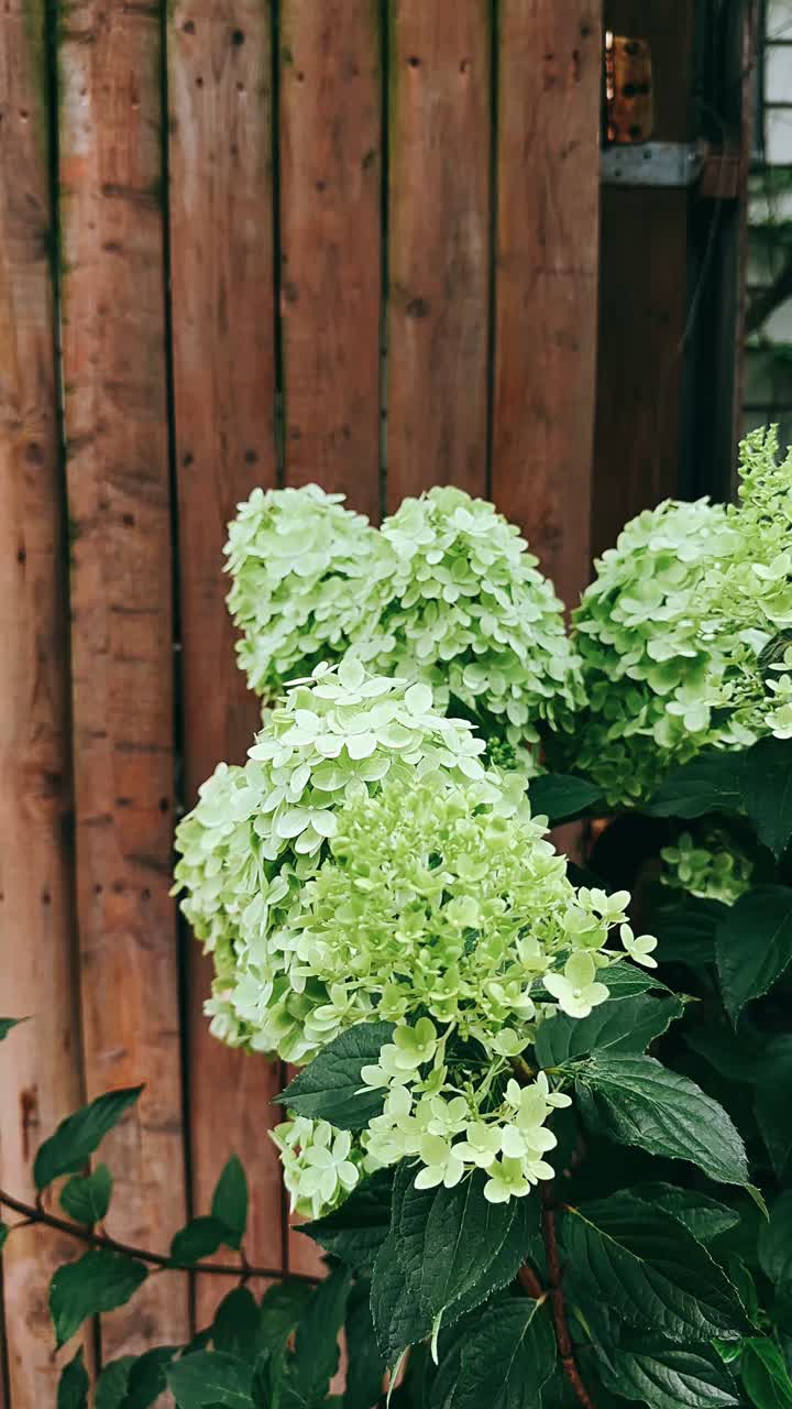hermosa hortensia verde claro florece junto a una valla de madera