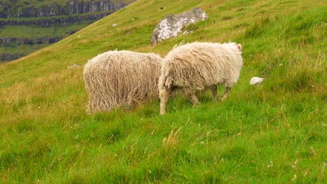 two faroese sheep graze on the grassy hills of kalsoy