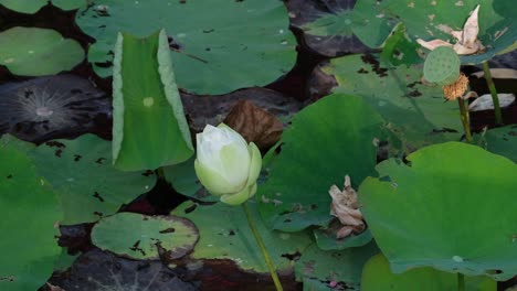 Visto-Desde-La-Distancia-Moviéndose-Con-Algo-De-Viento-En-El-Estanque-Rodeado-De-Hojas-Verdes-Durante-La-Mañana,-Flor-De-Loto-Nelumbonaceae