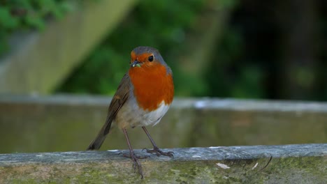 close up of a robin on a fence post with a live green caterpillar in its beak