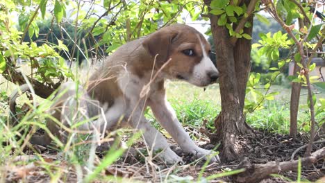 a young brown and white colored puppy resting on grass