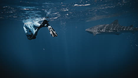 snorkeling with whale shark