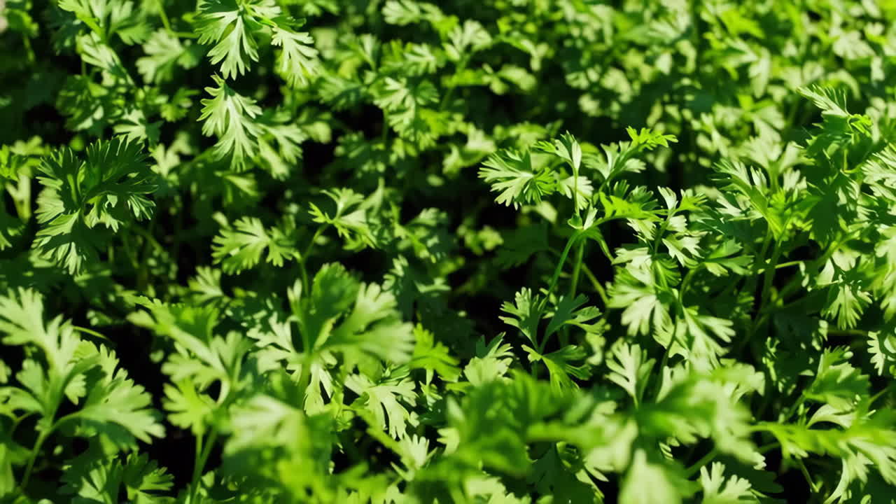 Close-up of Coriander Plants
