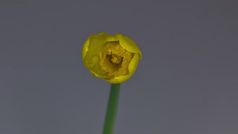 Lapsos-De-Tiempo-De-La-Apertura-De-Una-Flor