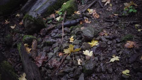 leaves on rocks in forest