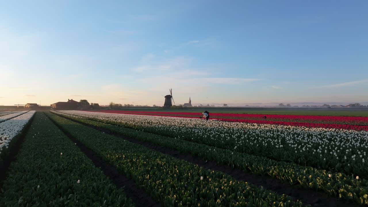Vista aerea di vivaci campi di tulipani e un mulino a vento che emergono dalla nebbia mattutina