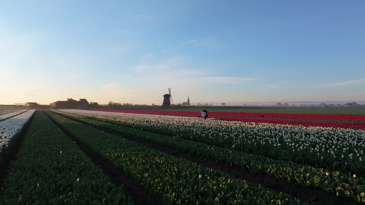 Vista aerea di vivaci campi di tulipani e un mulino a vento che emergono dalla nebbia mattutina
