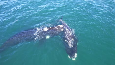 Pequeño-Grupo-Con-Dos-Ballenas-Francas-Adultas-Sosteniendo-A-Una-Sola-Cría-De-Espaldas-A-La-Superficie,-Familia