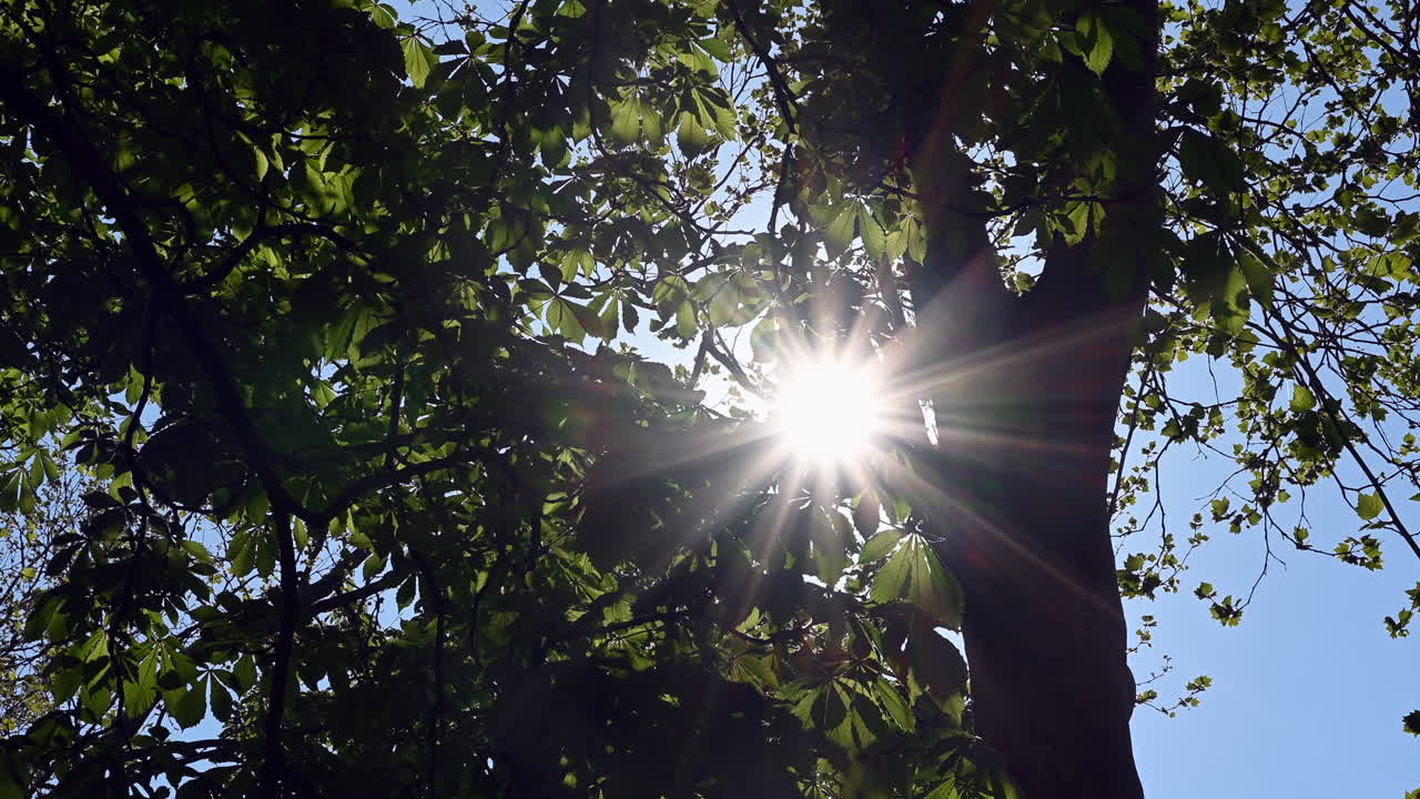 Bright sun rays shining through green leaves in a forest, creating a natural lens flare