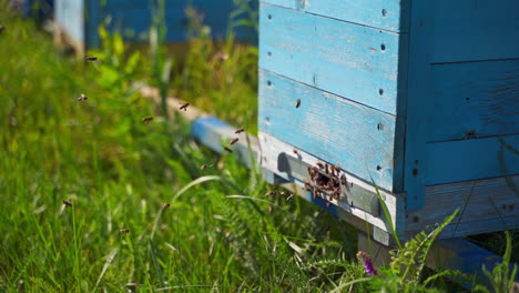 Bees crawling at the entrance to the hive. Busy bees flying near wooden hive and carrying nectar pollen. Bee house. Eco farming business. Close-up.